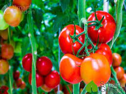 Đơn trồng và thu hoạch cà chua (11.08.2022)